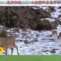 记者探访｜红外相机怎么装，才能拍摄到珍稀动物身影？