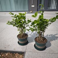 买了两盆茉莉花，种在花池里，含苞待放太治愈了！