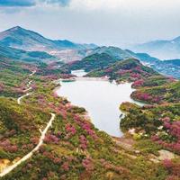 “像大山打翻了调色盘，美到无法形容！”余姚四明山樱花、杜鹃花迎最佳观赏期