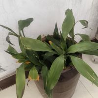 为什么我网购的富贵竹不长根须？