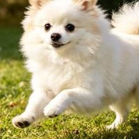 宠物空气净化器十大排名2026深度测评：必看吸猫毛哪个牌子好？

 