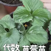 草莓苗等级分类全解析：从原原种到生产苗的区别与应用