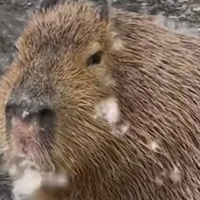 柳絮纷飞、花粉肆虐？2026最新测评五大机型，精准应对空气污染