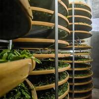 一年茶三年药七年宝是智商税？老白茶价值翻倍的科学证据终于来了