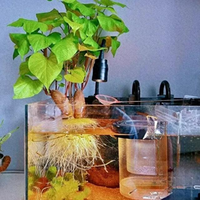 鱼缸放这6种水培植物，水越养越清！不用打理还能控藻，懒人养鱼