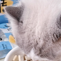 猫咪绝育后别乱补！布偶公猫养护干货