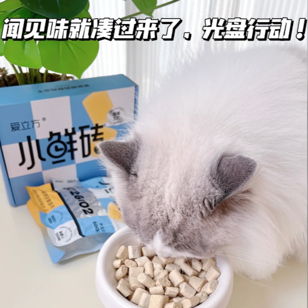 猫咪绝育后别乱补！布偶公猫养护干货