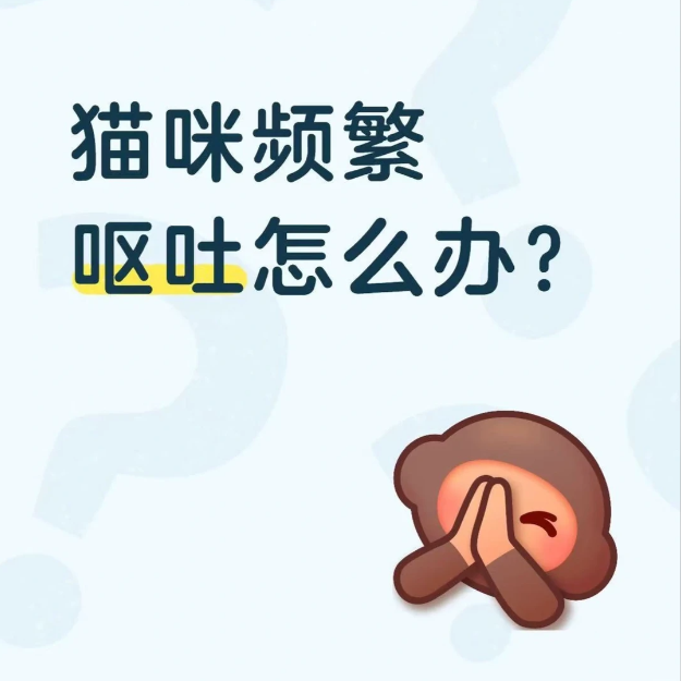 猫咪老吐怎么办？切记选对主食
