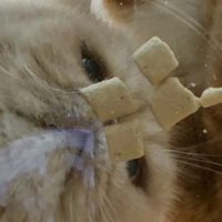 4斤👉8斤！瘦弱小猫长肉经验新手必看！
