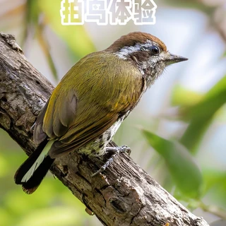 那些年我用过的拍鸟神器：佳能R5m2