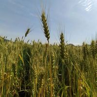 千年挂面，差点断在这儿