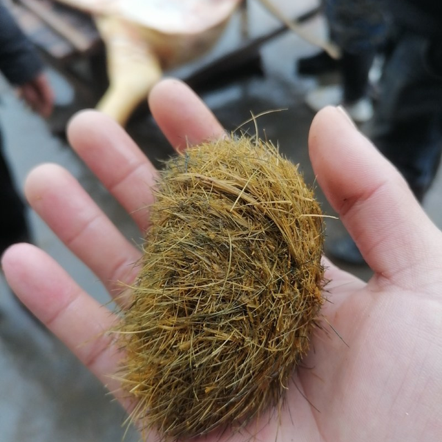 四川男子宰猪发现"猪砂"有人开价50万！比黄金还贵的"猪宝"到底是什么？
