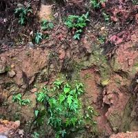 湖南常德发现明代荣王家族墓群遗址：地表文物与盗掘现状考