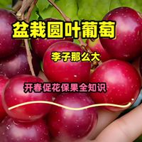 盆栽圆叶葡萄李子大，促花保果全教程：控养、精准施肥和平衡生长