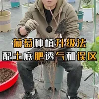 葡萄种植全攻略：从配土底肥到盆栽地栽详解