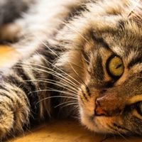 家中养宠必看宠物空气净化器：哪个牌子好？十大排名深度解析