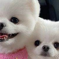 狗狗有泪痕吃对粮很重要!2026 年4月狗粮品牌推荐清单