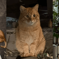 邂逅流浪大橘，到收养的故事｜新手买到的养猫好物+踩坑