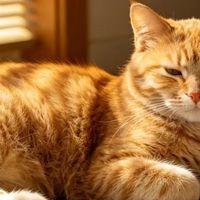 宠物空气净化器十大排名优选，吸猫毛哪个牌子好？远离浮毛异味！