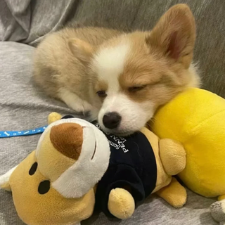 小型成犬狗主食罐头怎么选？教你小妙招，喂养更科学