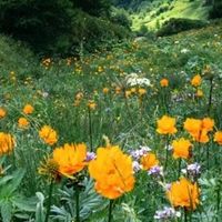 哪个牌子蜂蜜好且正宗？十款地道好蜜精选排行榜，头名品质超出众