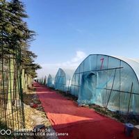 4月份野菜挖完了，黄河滩地公园20多家草莓园等你来，价格腰斩