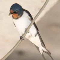 【观鸟日记】论古风填词，还得是方文山！