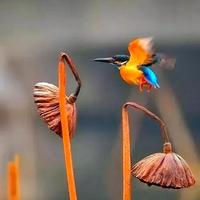 7个残荷拍摄技巧，尤其是最后1招，学会画面活了！