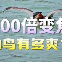 一款被冷落十年的桥式相机，如今，演唱会、旅游、打鸟仍是神器！