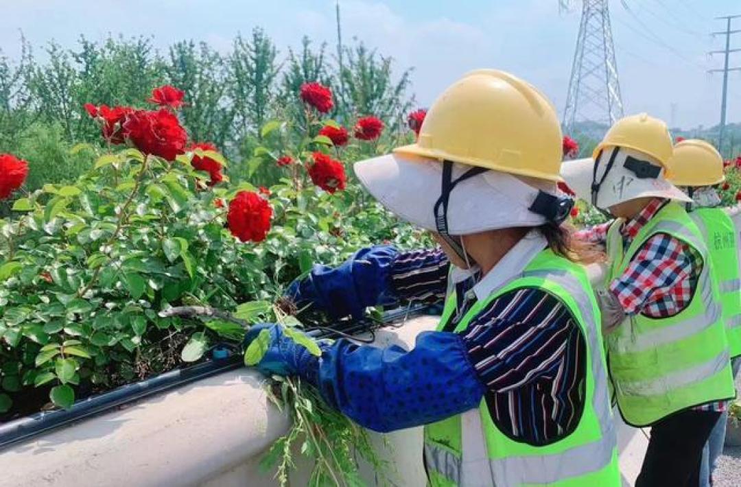 杭州高架变身500公里空中花廊,220万株月季盛放迎五一