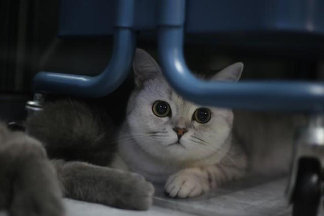 别以为猫咪高冷无所谓,你的“冷暴力”正在摧毁它的世界