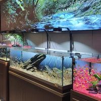 榴莲价格腰斩！现在吃正合适，但这些坑千万别踩