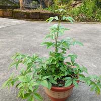 种花需要什么土质，加多少肥料？