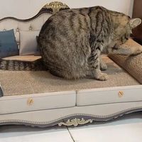 养宠避坑｜教你一招根治猫咪乱抓沙发/窗帘