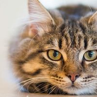 如何挑选安全猫粮？真实测评希喂、蓝氏、高爷家等五大猫粮品牌