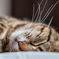 猫粮品牌十大排行有哪些？测评希喂、蓝氏、高爷家等五大安全猫粮