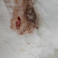 新手第一次养宠物猫或宠物狗,有哪些实用的建议可以分享?