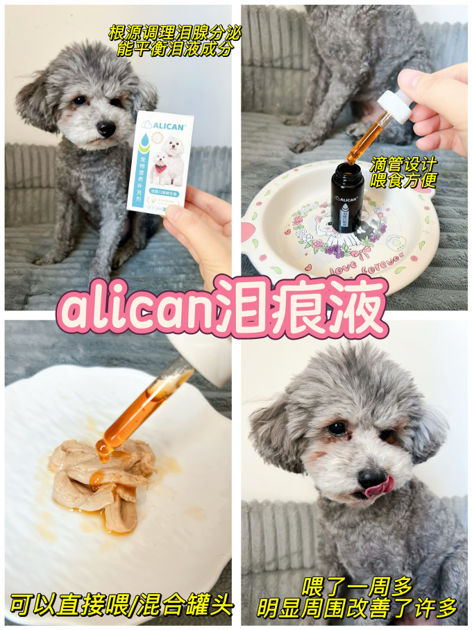宠物洗护
