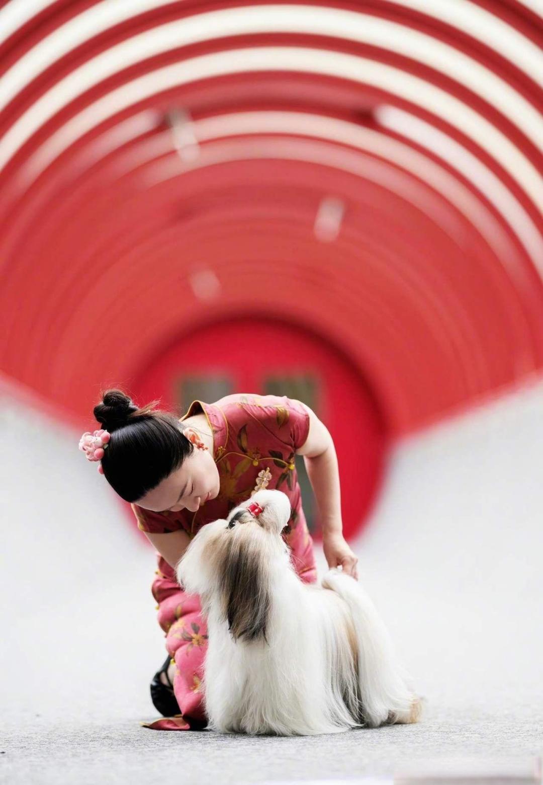 霍思燕淡出后考证建基地，带中国原生犬种站上世界之巅