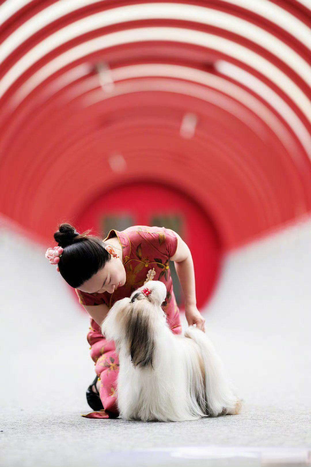 霍思燕淡出后考证建基地，带中国原生犬种站上世界之巅