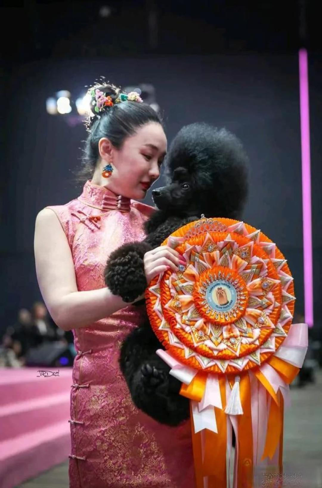 不止是演员!霍思燕凭专业实力带蒙古獒夺冠为国犬争光