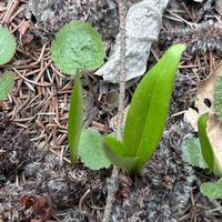 周末郊外撒野，户外玩具与挖野菜完美融合
