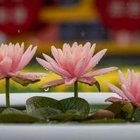 莲花养护全攻略:让你的莲花开得出淤泥而不染