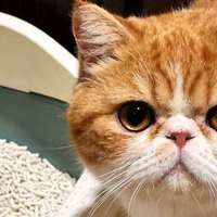 2025-2026年混合猫砂：除臭｜低粉尘｜结团｜不粘底｜好清理