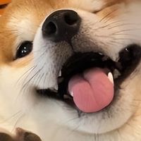 2026年4月柴犬狗粮推荐！新手直接抄作业