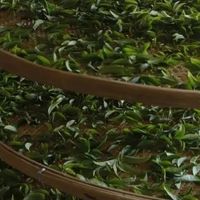 四季饮单丛｜顺应时节喝凤凰单丛，日常养生更贴合体质