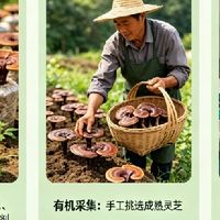 无添加灵芝孢子粉哪个品牌好？2026十大品牌横评，揭露纯净真相