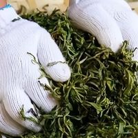 茶叶知识新手入门篇——从口感到冲泡再到保存，一文读懂凤凰单丛