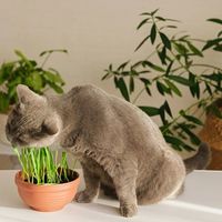 猫草片真能解决吐毛球？选错反而伤胃，95%有效方案长这样