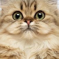 哪个猫粮吃了易长肉？2026年4月爆款猫粮排行榜来袭！